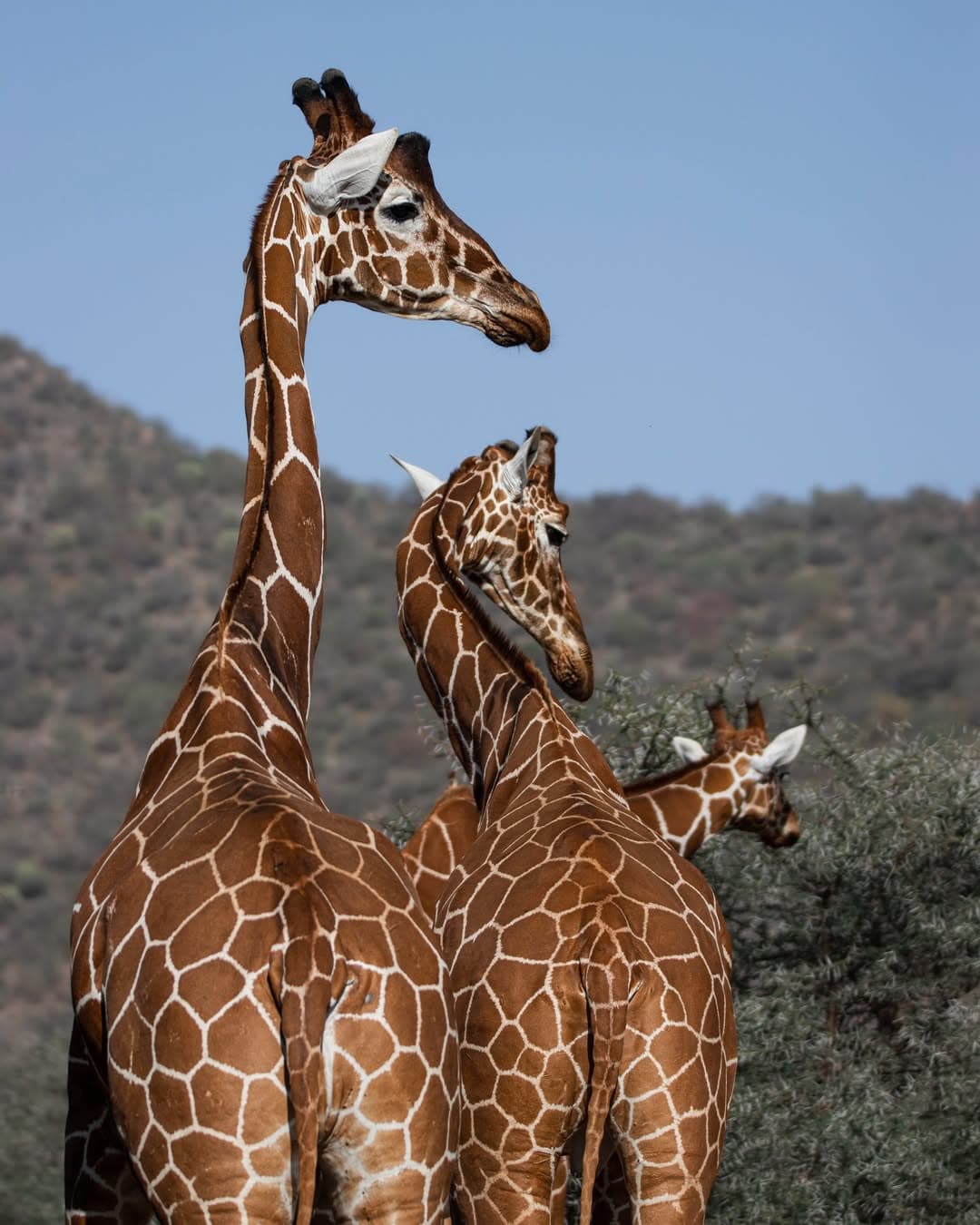 Tanzania Safari