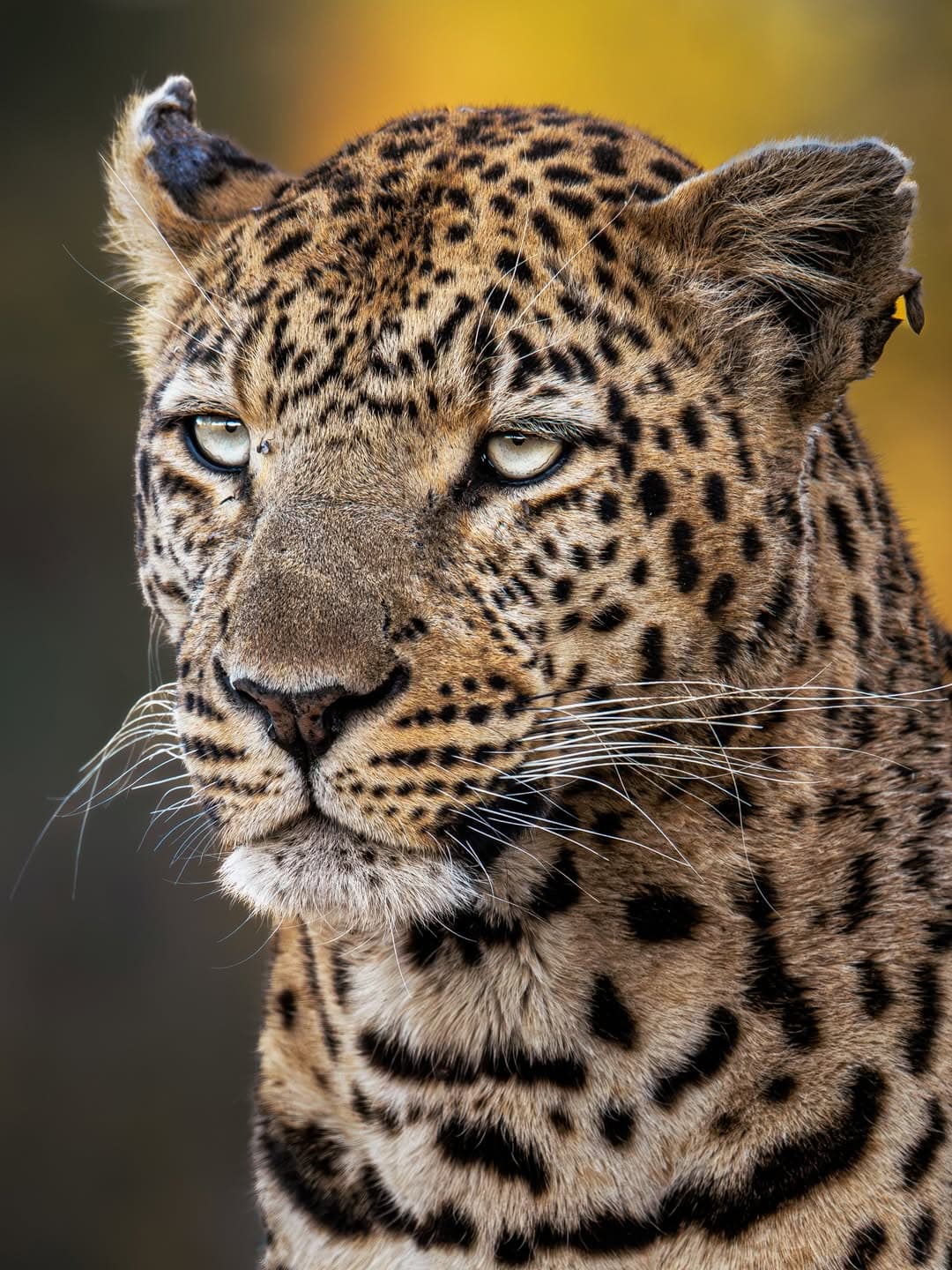 Game Drives in the Savannah