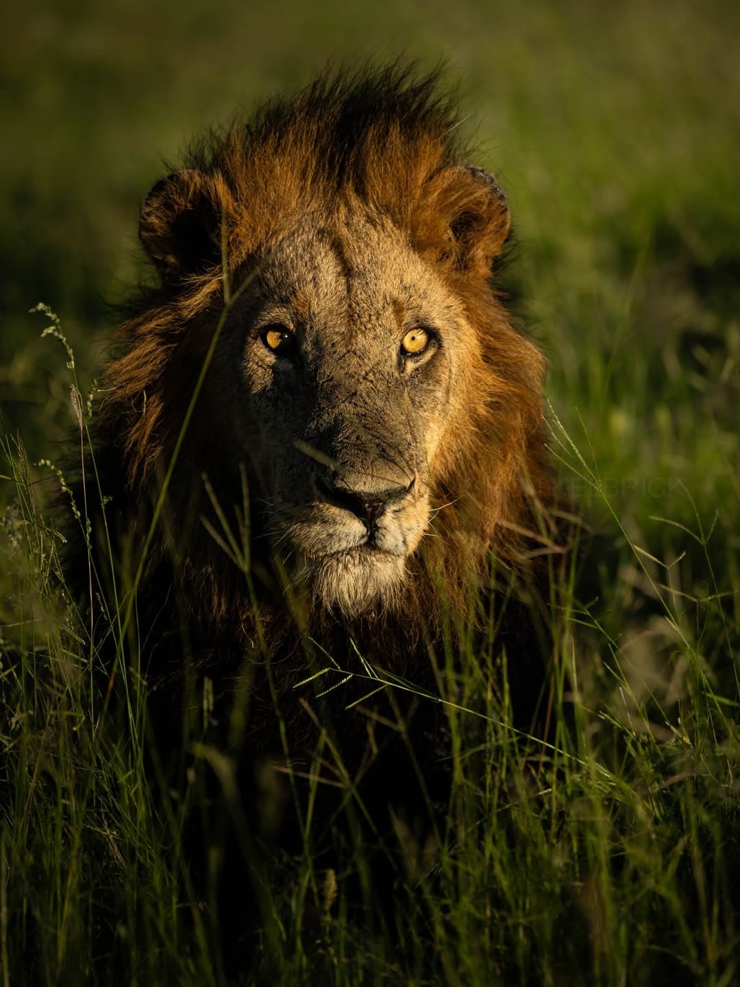 Game Drive