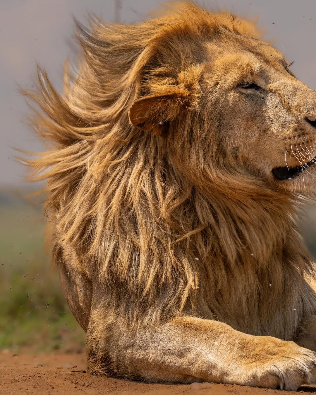 Game Drive
