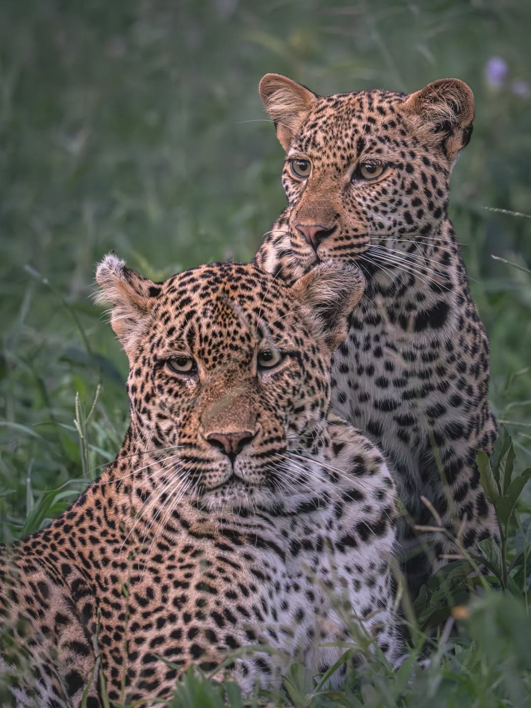 Ruaha National Park