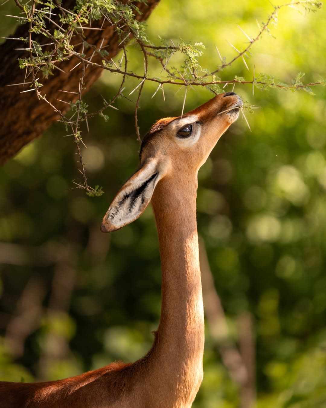 Lake Manyara National Park