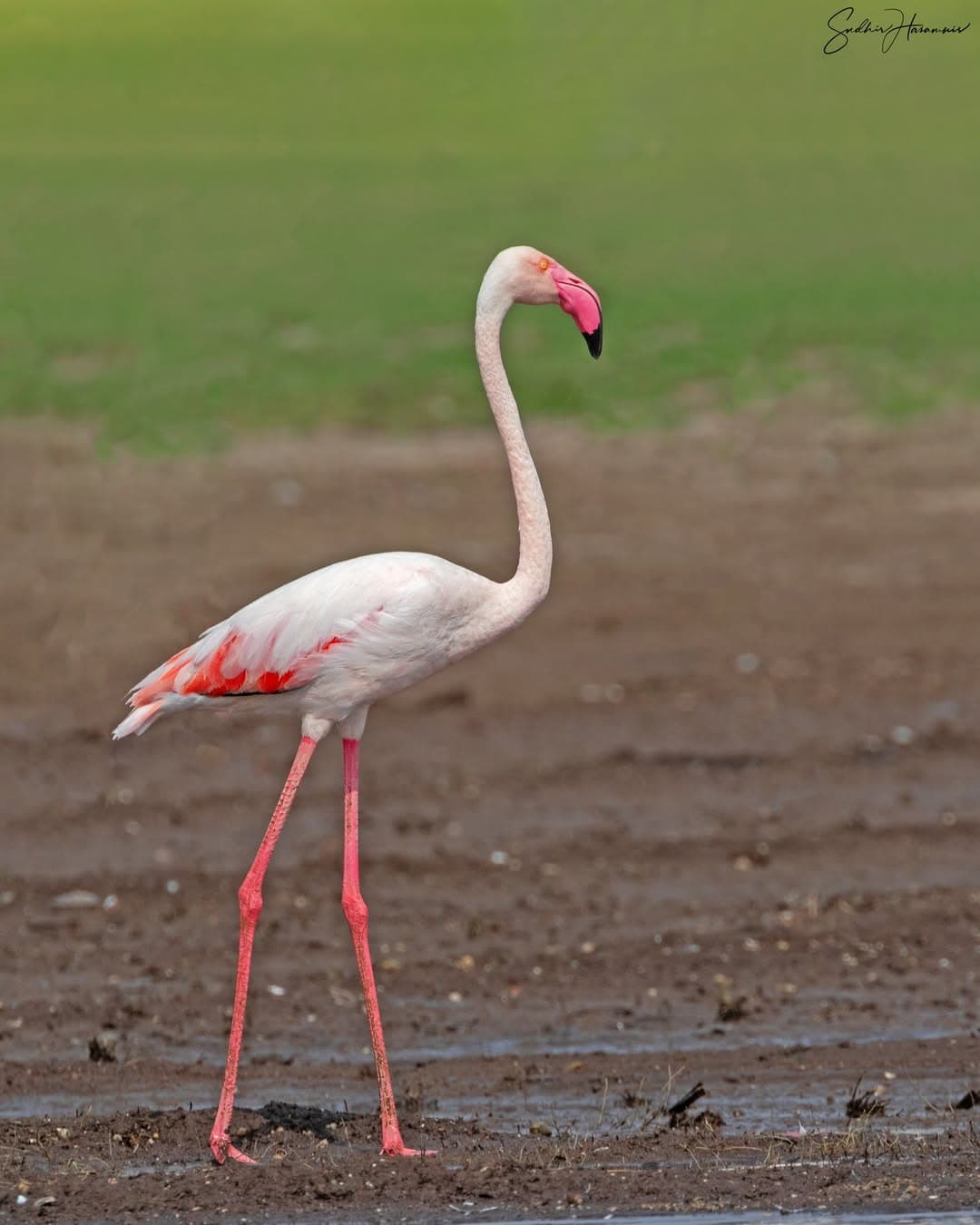 Walking Safari