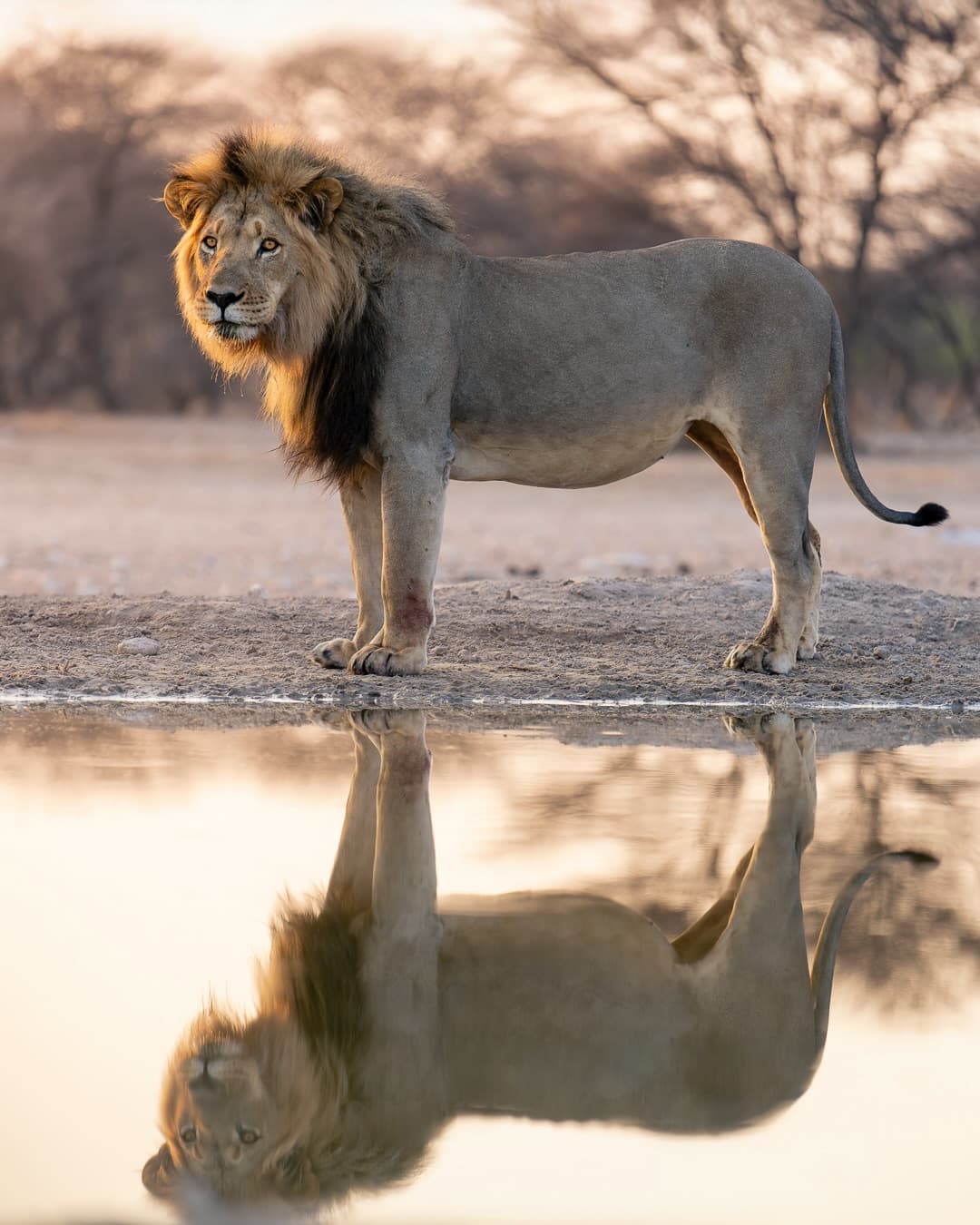 Tanzania Safari