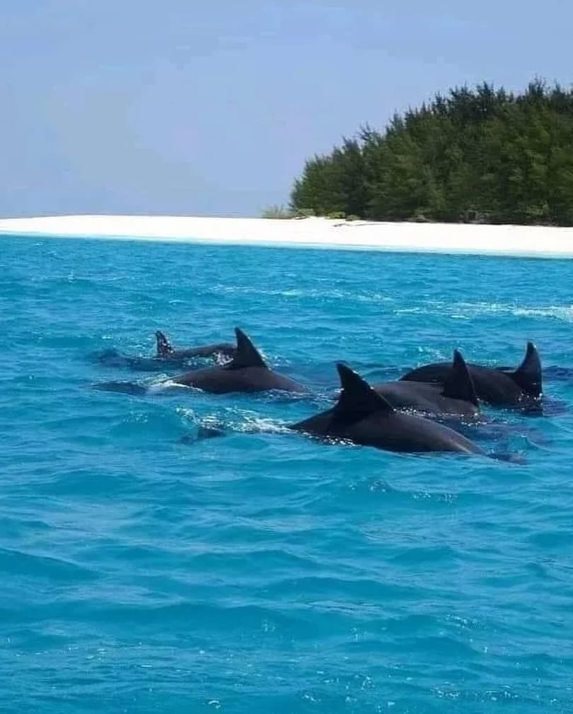 Zanzibar coastline
